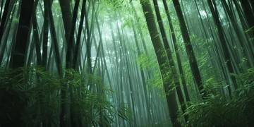 盲僧手游能上单吗？