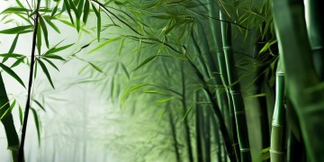 问道手游剑道尘心人多吗？